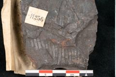 Foto (Detailansicht) von Calamites suckowi Brongniart (NHMW-GEO-2024-0188-11256)